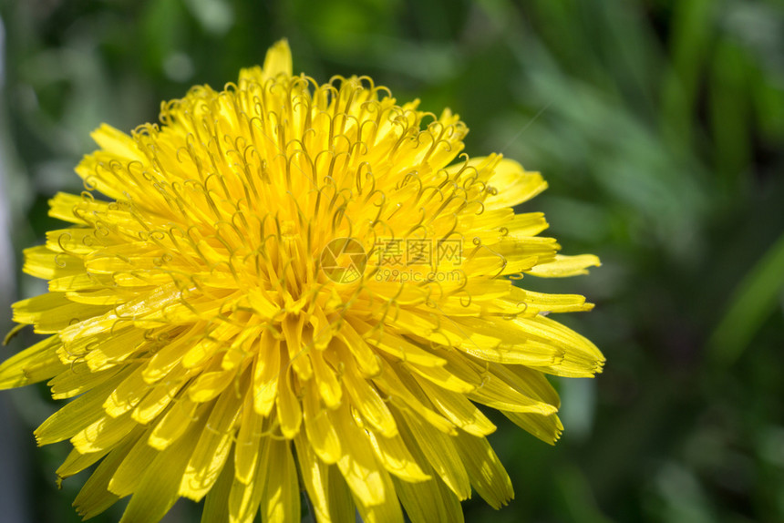 美丽的黄色菊花图片