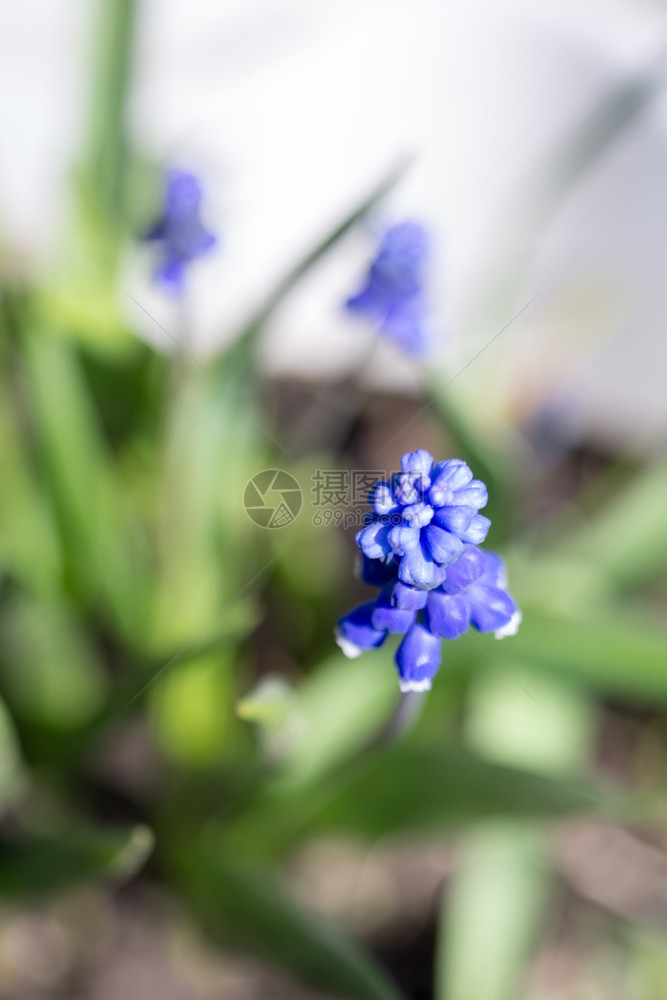 花园里蓝色的小春花图片