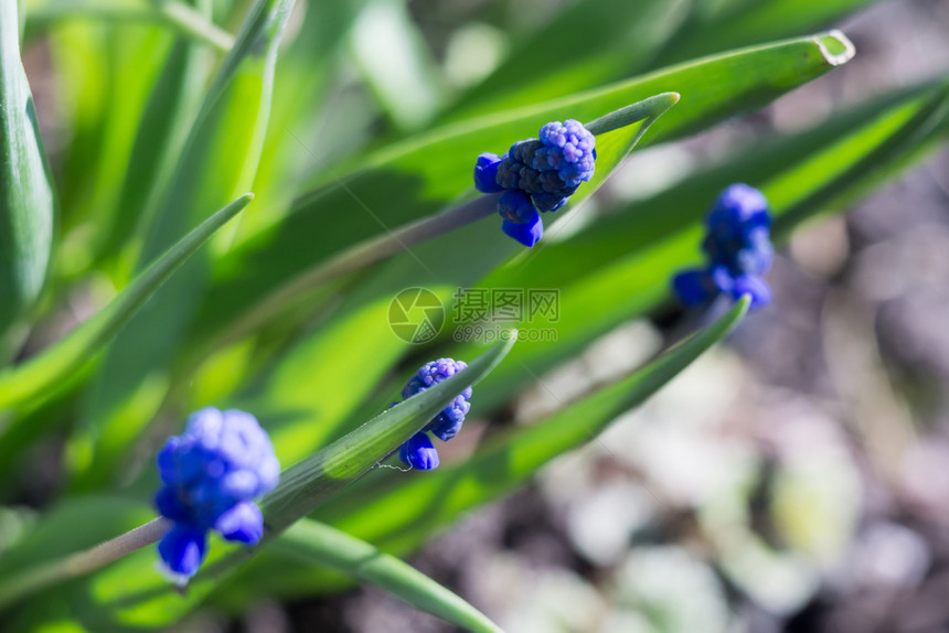 花园里蓝色的小春花图片