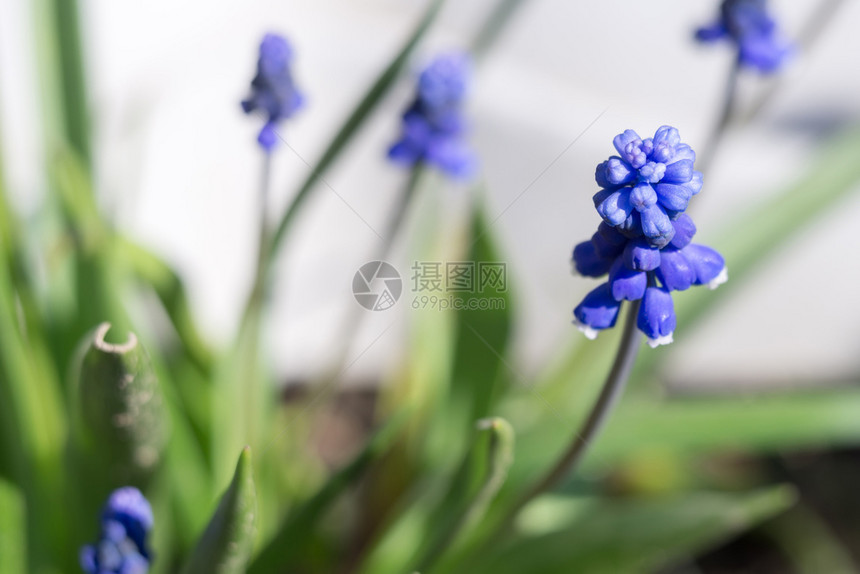 花园里蓝色的小春花图片