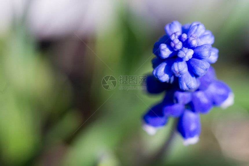 花园里蓝色的小春花图片