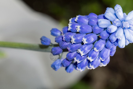 铁线莲花园里蓝色的小春花背景