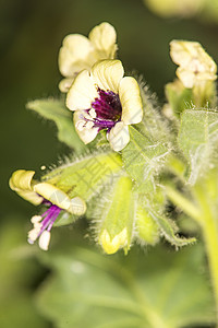 白色天仙子药用植物和带花的药物白色天仙子药用植物和药物图片