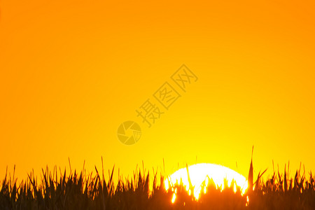 夏天的落日长满了草夏日落日伴树图片