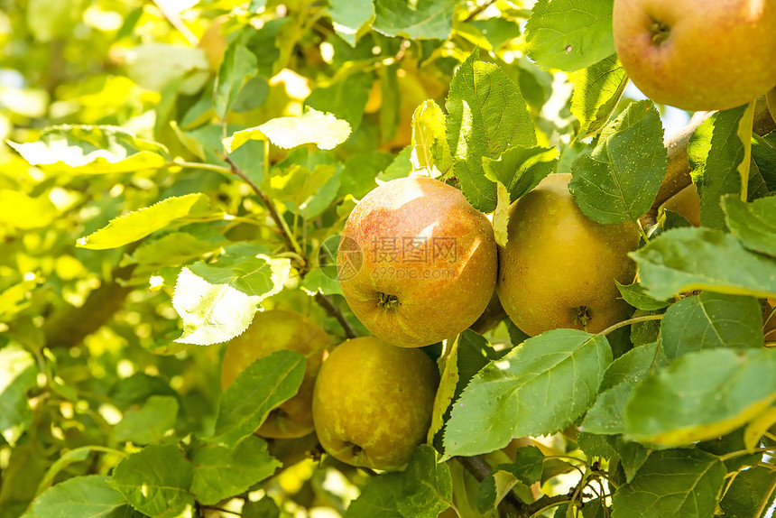 夏季树上的苹果图片