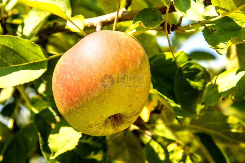 夏天在树上的苹果图片