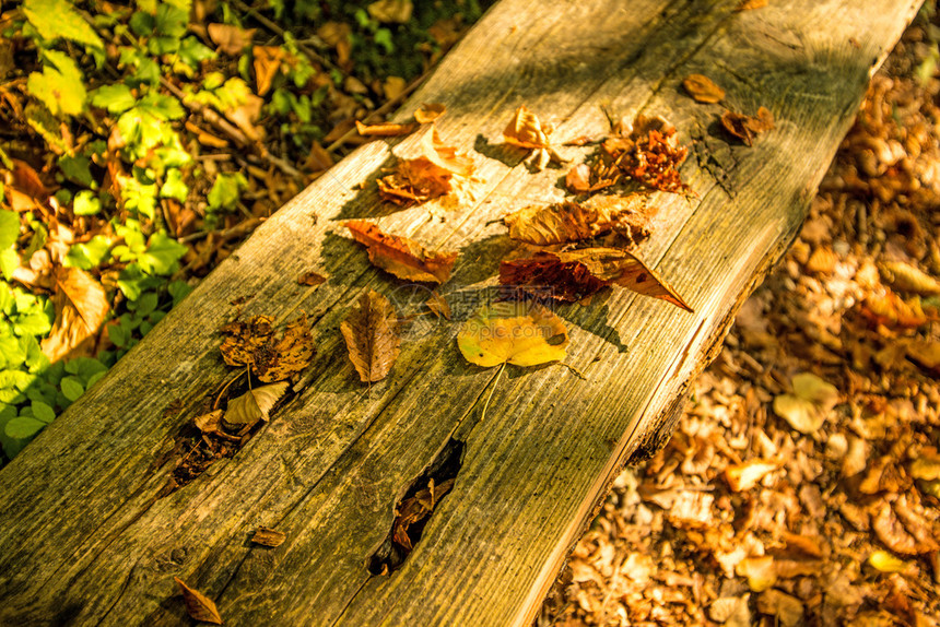 在长椅上的秋叶图片