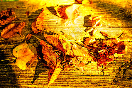 在长椅上涂满温暖阳光明媚的秋叶图片
