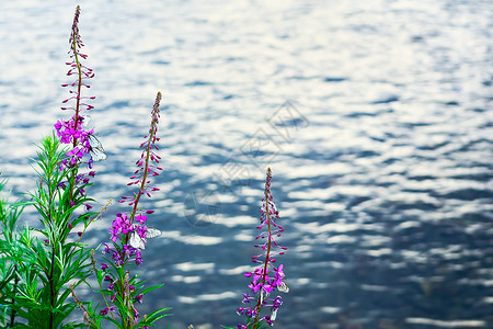 紫色水蝴蝶河水背景上的紫色花朵和白蝴蝶河流风景花朵开夏天的河水风景背景