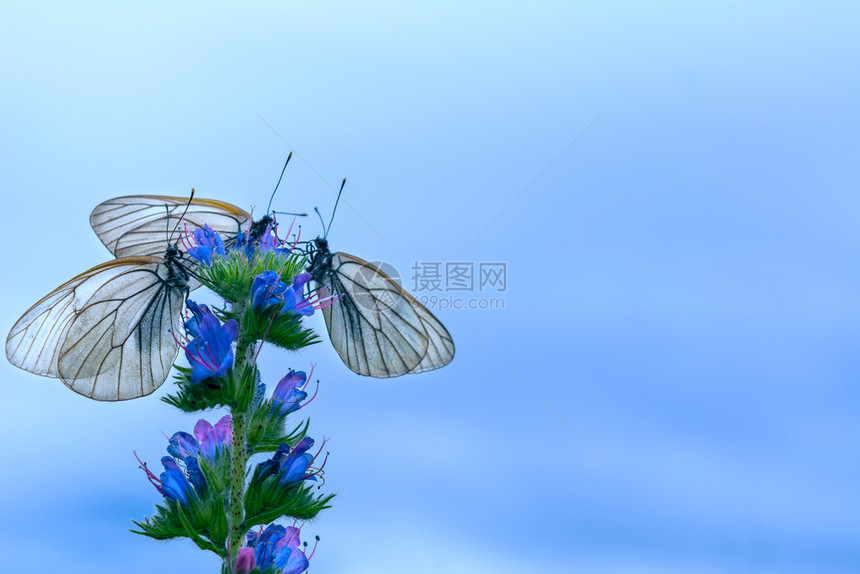 蓝色天空背景的花朵上有三只白蝴蝶夏天背景有蝴蝶复制空间图片