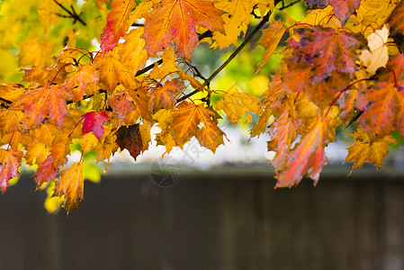 秋天背景树枝以秋色的叶绘制图片秋季概念的设计和背景图片