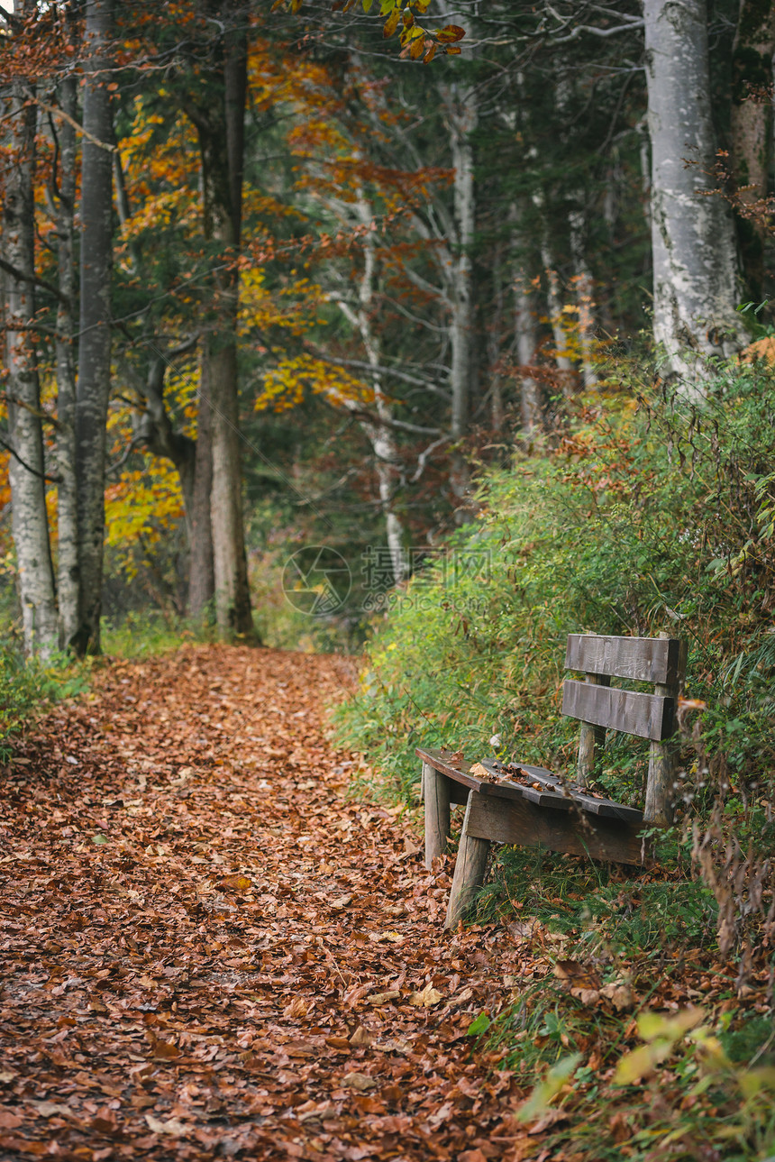秋天的风景在巷子一旁有个木板凳上面盖着多彩的落叶在奥克托伯的清晨图片