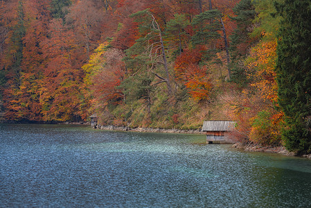 美丽的秋天风景在阿尔普西湖边的一座木屋周围是多彩的秋天森林在小屋里巴伐利亚地区德国背景图片