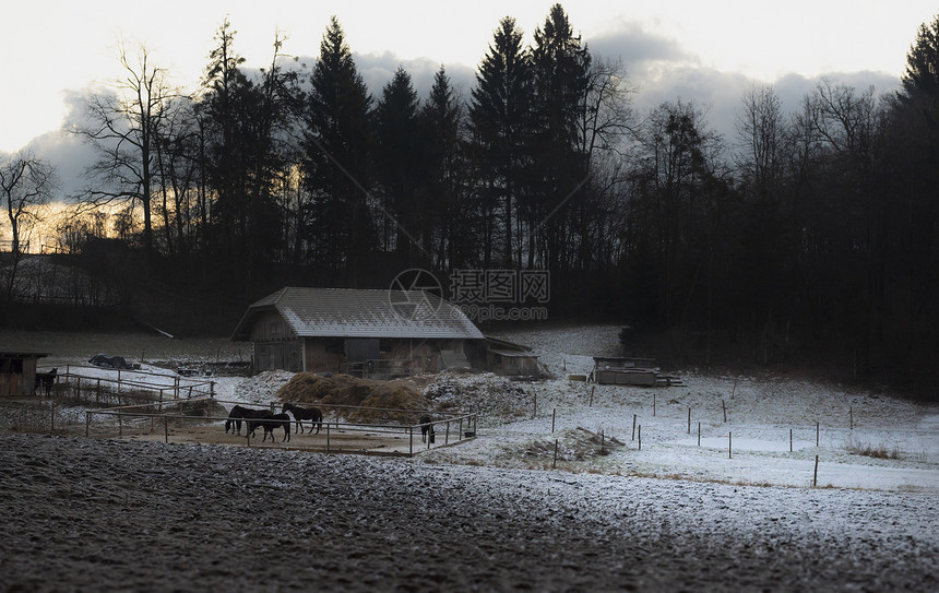 日出时在12月的寒冷日子里在流淌着涕的水中周围是森林和雪周围是马匹和稳定的生锈景色图片