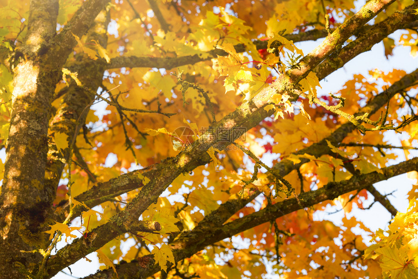 紧贴的图像树枝上满是黄叶和橙浴着温暖的奥斯托白太阳秋天概念的框架或背景图片