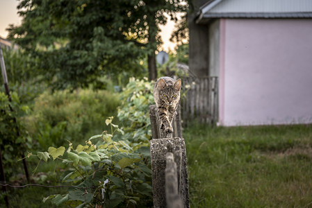 田猫在狭窄的木栅栏上小心走路背景图片