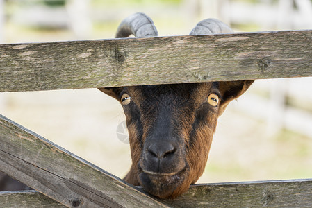 棕的山羊用鼻子刺穿木篱笆对照相机感到好奇图片