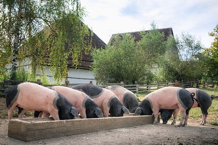德国马鞍猪乡下有德国种猪斯瓦比人小屋猪一起吃饭户外在院子里schwabisc大厅德国背景