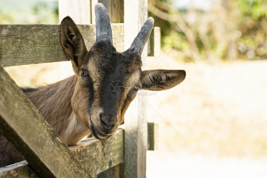 从德国农场的山羊偷摸地穿过木篱笆图片