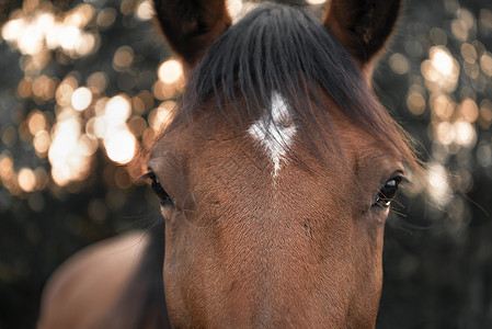 紧地看着一匹棕色马的脸黑头发和前额的白点直视着相机有选择焦点图像背景图片