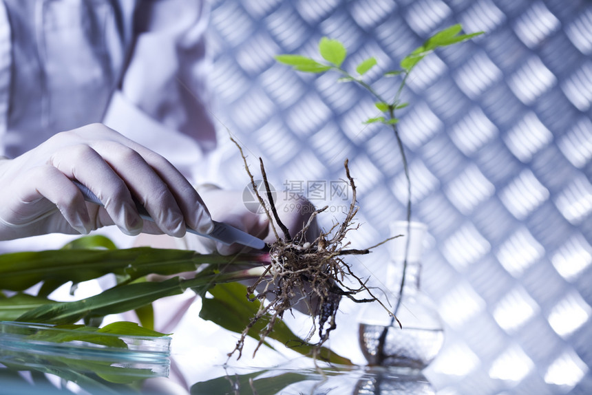 植物实验室科学图片