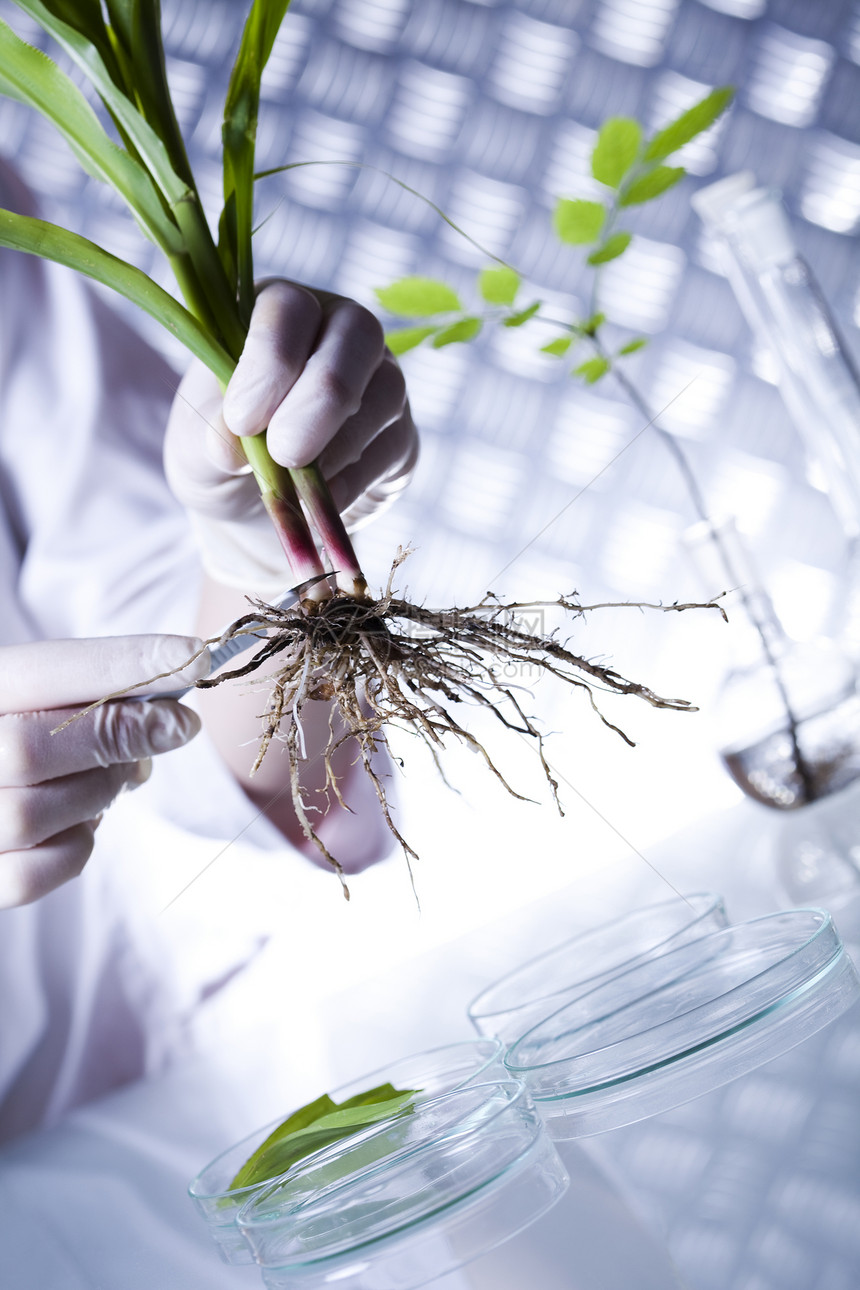 在科学家手中的试验管植入物图片