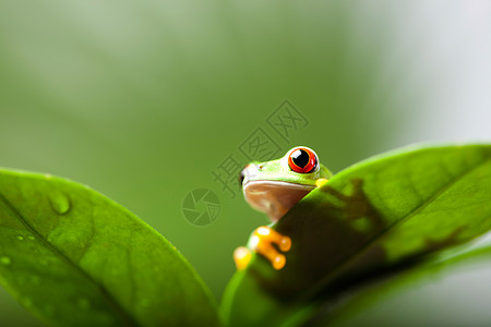 小青蛙避雨色彩丰富背景的绿树青蛙背景