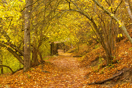 在秋天公园树林景象图片