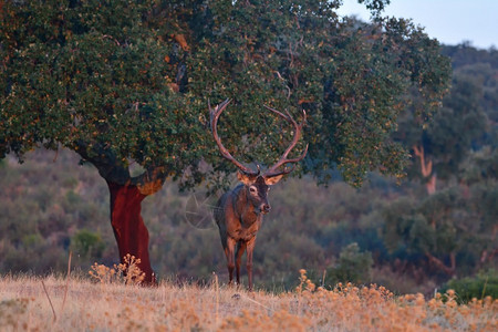 秋天草原上壮丽的成年红鹿肖像图片