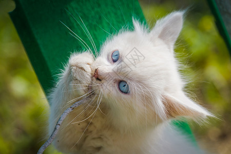 蓝眼睛的可爱白小猫在户外玩旧绳子背景图片