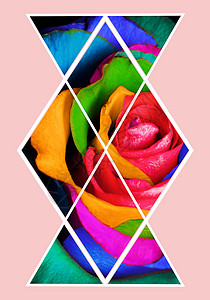 多色玫瑰花和边形的几何拼图装饰背景图片