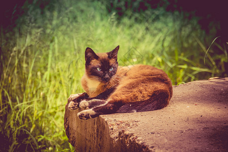 蓝眼西娅猫的夏天肖像享受阳光明媚的一天被过滤图片
