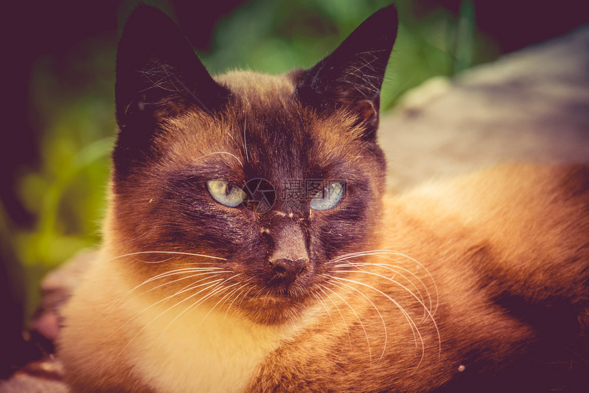 蓝眼西娅猫的夏天肖像享受阳光明媚的一天被过滤图片