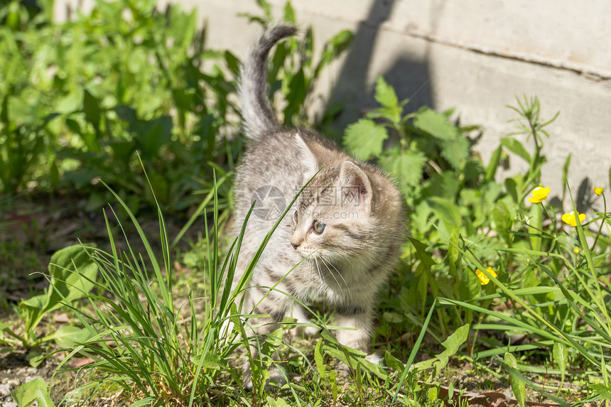 可爱的小灰色条纹猫肖像外面图片