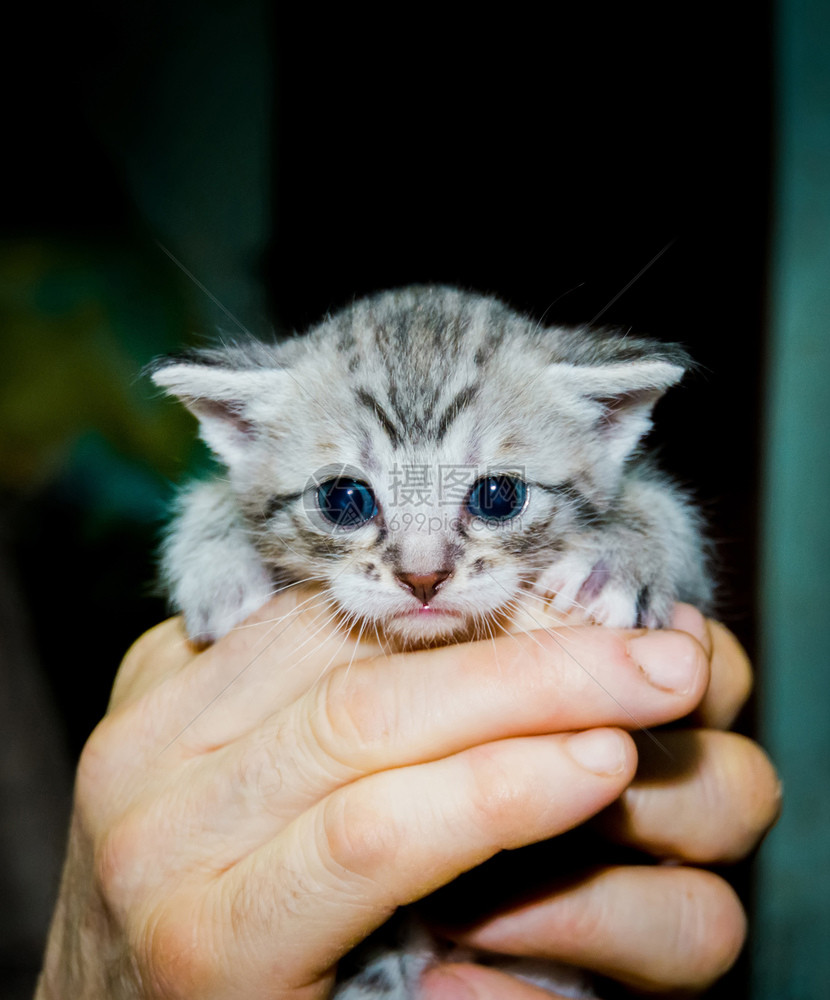 滑稽的灰色小猫关闭肖像图片