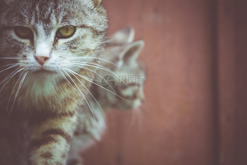 贴近一个可爱的条纹小猫肖像被过滤了图片