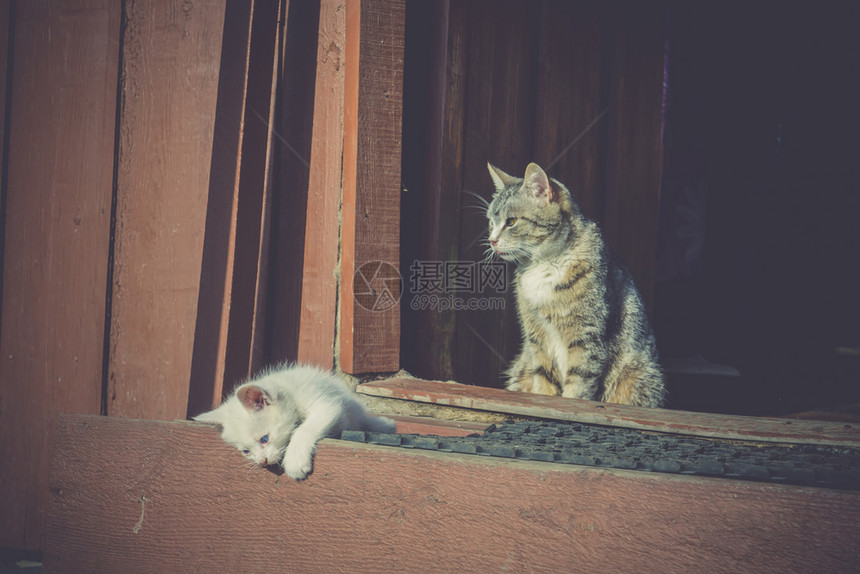 可爱的小猫咪和白古董效应图片