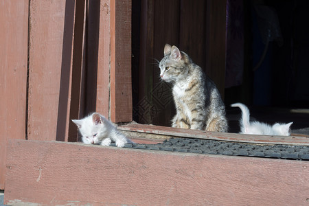 可爱的小猫咪和白图片