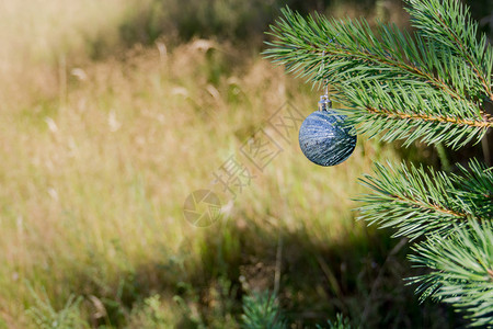 佛林树枝背景上的装饰银色圣诞舞会图片