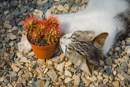 石头上的小猫咪与植物图片