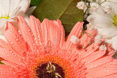 美丽的粉色大花朵背景图片