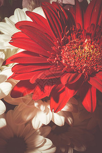 美丽的大红色花朵图片