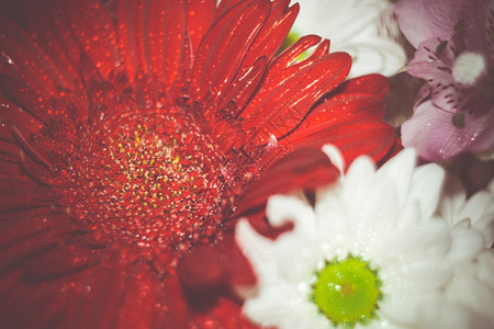 美丽的大红色花朵图片