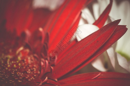鲜艳的大红色花朵图片