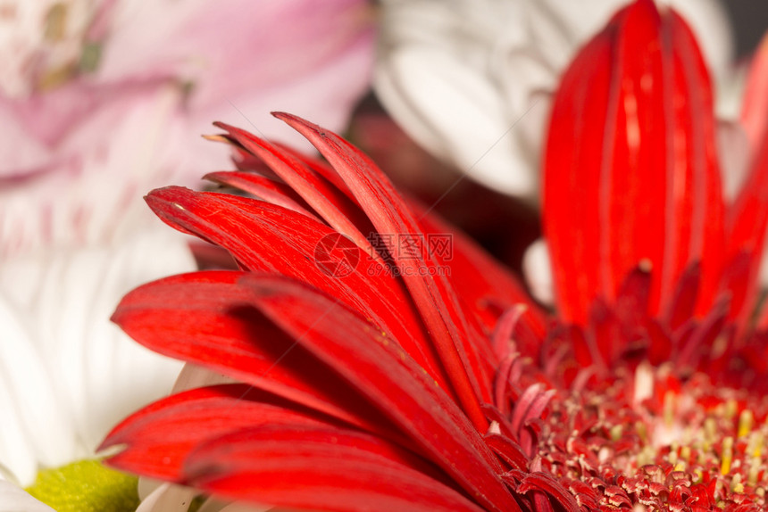 红色明亮的花朵图片