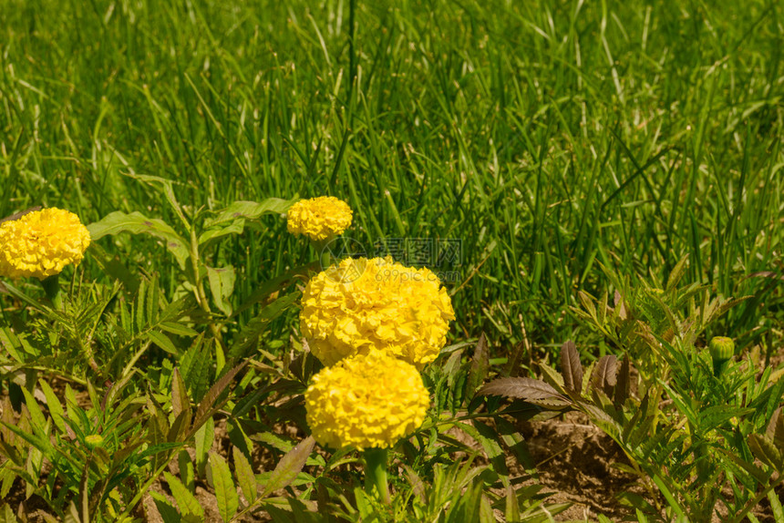 黄马龙花朵绿草中图片