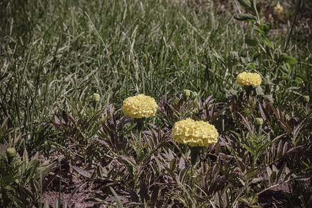 黄马龙花朵绿草中图片
