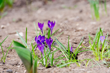 盛开的春花紫色冠从外面的地球生长图片