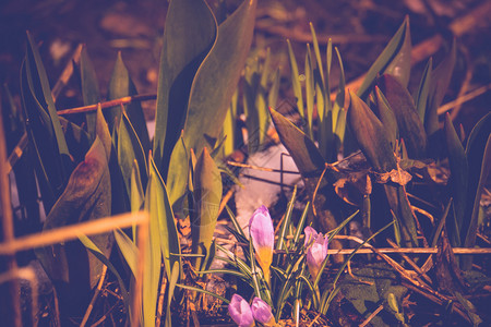 盛开的紫罗兰花朵阳光明媚的春天图片