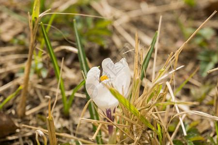 盛开的美丽白色花朵图片